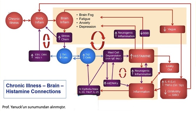 Kronik Hastalıklar, Beyin ve Histamin İlişkisi | Dr. Ferda Ayhan Yalçın | Fonksiyonel Tıp